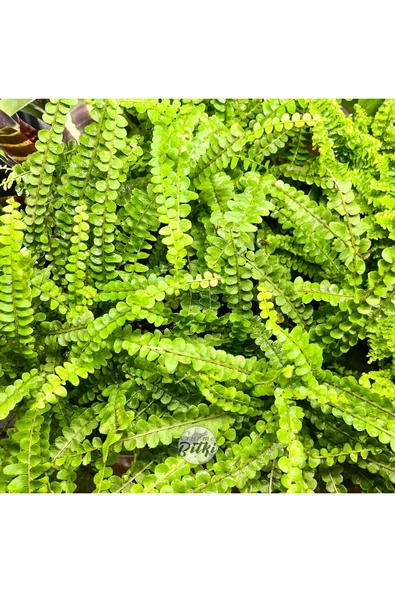 Nephrolepis Exaltata Duffy (12 cm Saksıda) Özel Tür Aşk Merdiveni Eğrelti - Resim 8