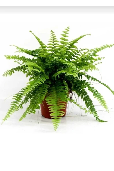 Aşk Merdiveni Bitkisi / Nephrolepis Exeltata / 30-50 Cm / Salon Eğreltisi / Sevilen Bitki - Resim 2
