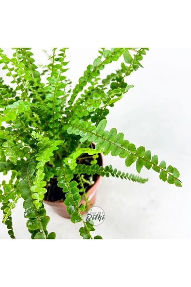 Nephrolepis Exaltata Duffy (12 cm Saksıda) Özel Tür Aşk Merdiveni Eğrelti - Resim 4