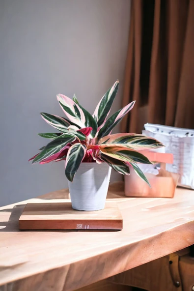 Taş Saksıda stromanthe dua çiçeği - Resim 2