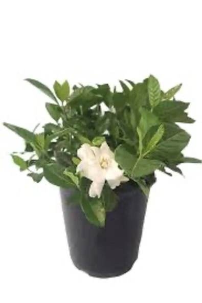 Vip Gardenya Bitkisi Mukemmel form 25 cm - Resim 2