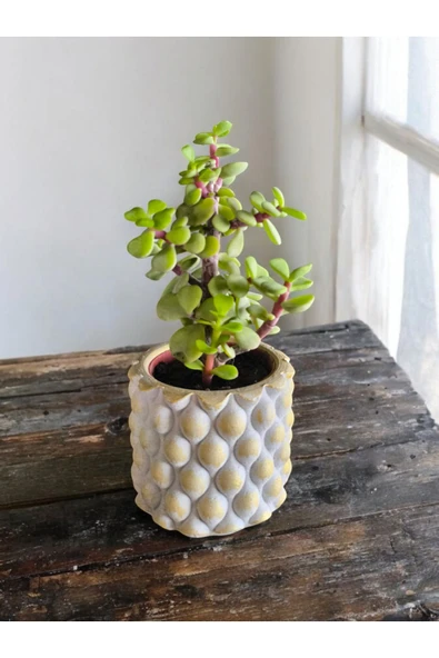 Mini Bonsai para ağacı 5.5 taş saksıda