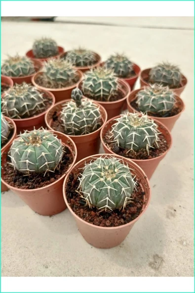 Özel Tür Kaktüs ürün görseli