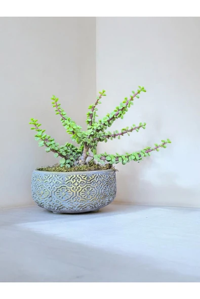 Dekoratif Saksıda Afra Bonsai Yeşim Ağacı ürün görseli 1