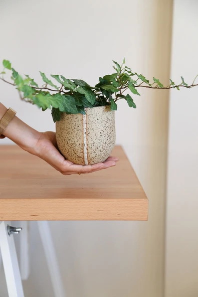 Hedera Helix-Orman Sarmaşığı-Yeşil Yapraklı Sarmaşık - Resim 5