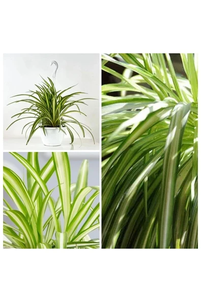 Kurdele çiçeği askılı saksıda - Resim 6