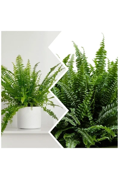 Aşk Merdiveni Dekoratif Saksıda - Resim 2