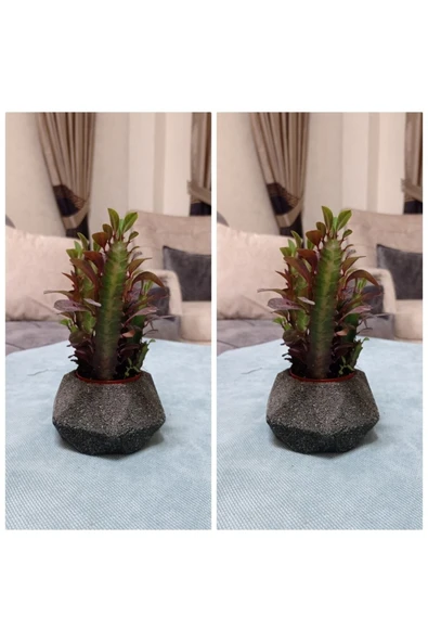 Dekoratif Saksıda Süt Ağacı 10 Cm 000111882