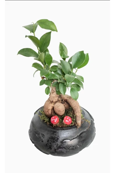 Siyah Dünya Saksıda Ficus Gingseng Bonsai - Resim 2