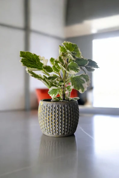 Mini Taş saksıda Cennet Yaprağı Bitkisi Muhteşem Kokulu 5.5 cm Plectranthus Coleoides - Resim 5
