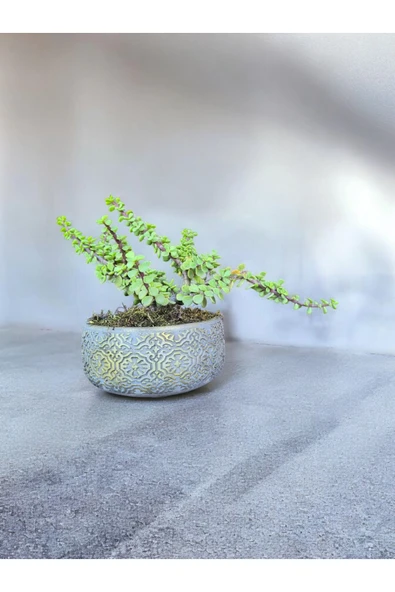 Beton Saksıda Afra Bonsai Yeşim Ağacı - Resim 3