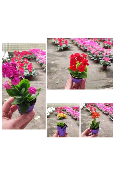 20 Adet karışık renklerde Kalanşo Fidöesi kalanchoe
