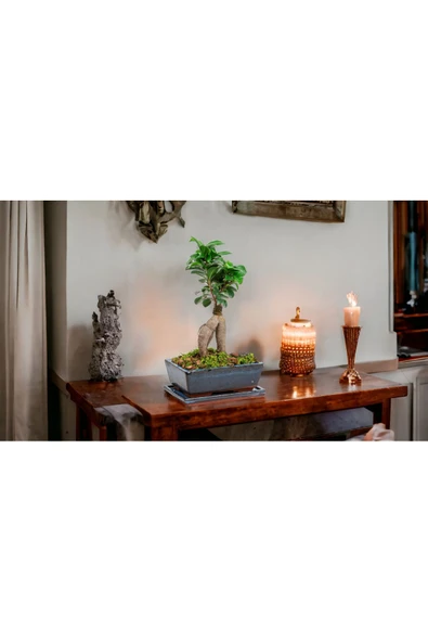 Hediyelik Bonsai özel saksıda - Resim 3