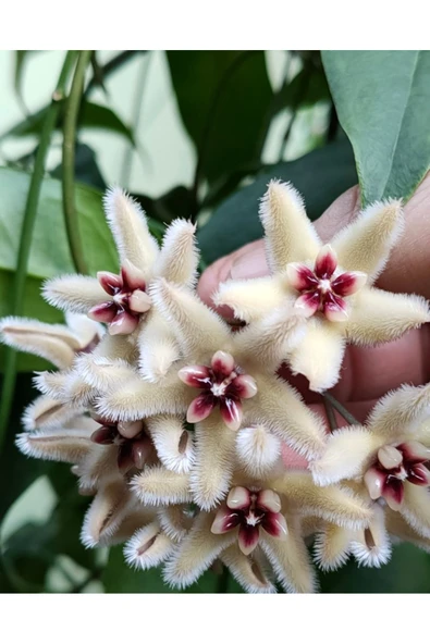 Hoya Mum Çiçeği ,Tüylü Beyaz Çiçekli,Yoğun Kokulu,Canlı Çiçek,İç Mekan Salon Bitkisi. ürün görseli 1