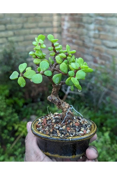 El Yapımı Saksıda Bonsai  ara Çiçeği Afra Yeşim Ağacı 012 - Resim 2