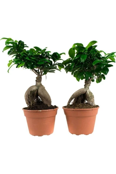 Ficus Mi Ginseng Bonsai 20-25 Cm Ev Ofis Salon Bitkisi - 2