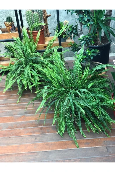 Aşk Merdiveni (fujer)xl - Resim 2