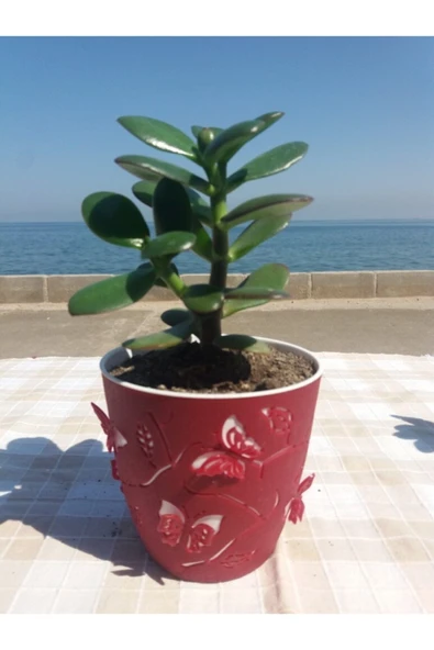 Crassula Ovata- Para Çiçeği- Bereket Bitkisi- 13-18 Cm 8 Aylık ürün görseli