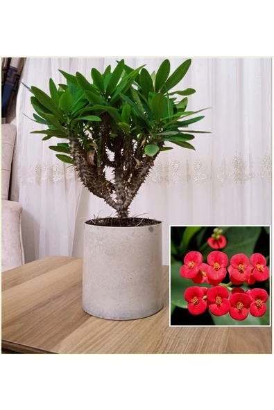Dekoratif Beton Saksıda Büyük Kırmızı Dikenler Tacı ürün görseli 1