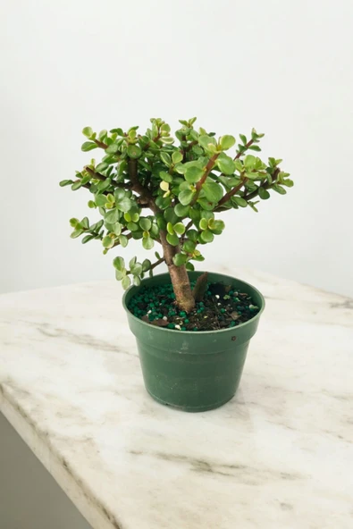 Para bonsai orta boy odunsu gövde Afra para çiçeği 001 - Resim 6