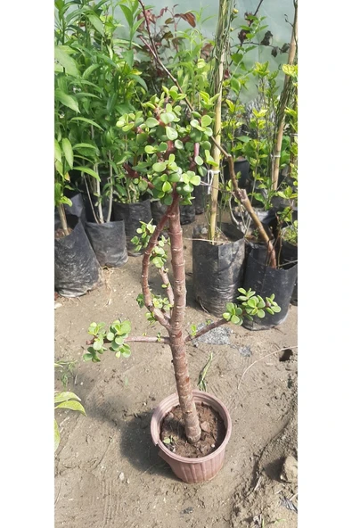 Bonzai Para Çiçeği (crasula) - Resim 3