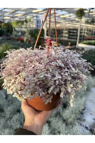 Callisia Rosato - Resim 2