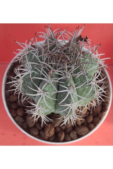 Melocactus Matanzanus - Resim 2