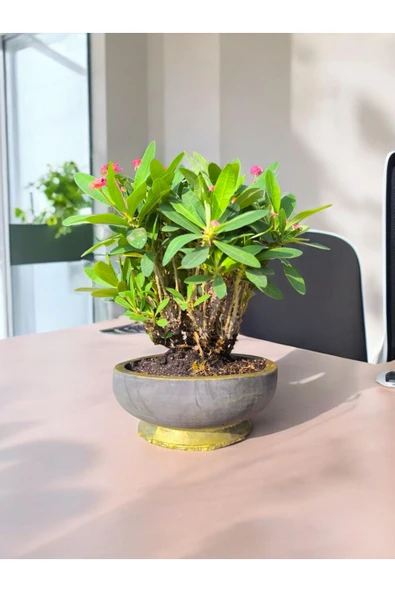 Taş Saksıda Dikenler Tacı No 2 - Resim 2