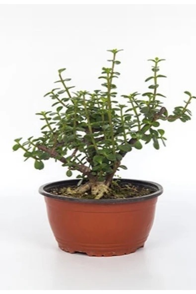 Bonzai Para Çiçeği (crasula) ürün görseli 1