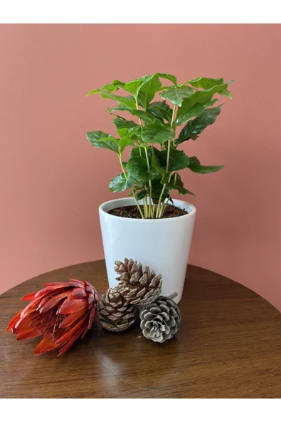 Kahve Bitkisi (coffea Arabica) - 2