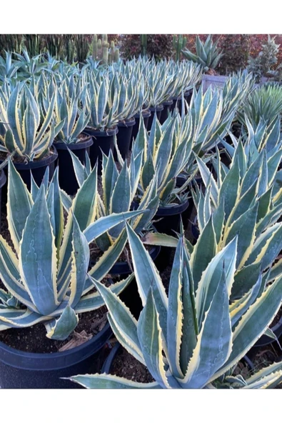 Agave Americana 12 cm Çapında Üretim Saksısında - 2