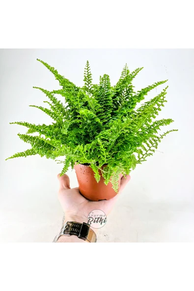 Nephrolepis Exaltata Cotton Candy (12 cm Saksıda) Özel Tür Aşk Merdiveni Eğrelti - Resim 7
