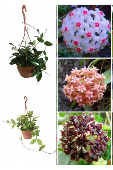 3 Adet Askılı saksıda  büyük mum çiçeği görseldeki renkler de - Resim 4