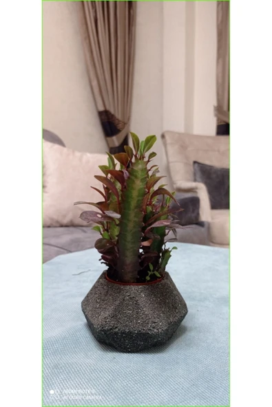 Dekoratif Saksıda Süt Ağacı 10 Cm 000111882