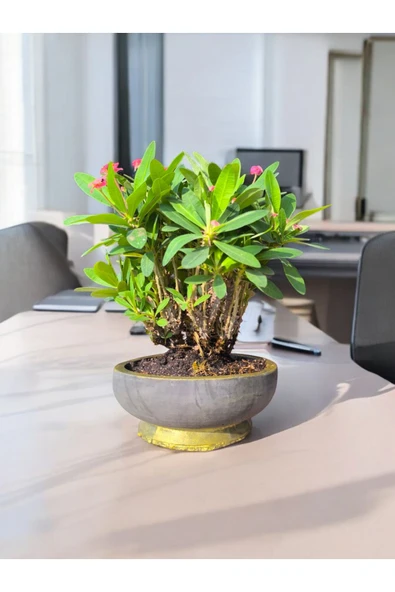 Taş Saksıda Dikenler Tacı ürün görseli