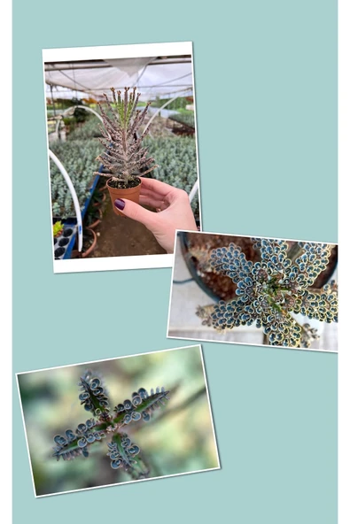 Mavi Aşkın Gözyaşı Bitkisi Kampanya - Resim 3