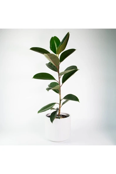 Kauçuk Ağacı Ficus Elastica Seramik Saksıda ürün görseli 1