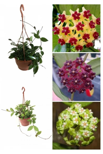 Askılı saksıda mum çiçeği - Resim 3