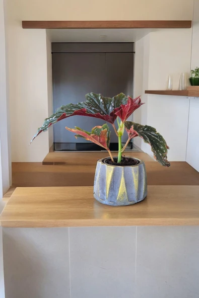 Beton Roma Sütün Saksıda Çilli Begonya 01ci - 2