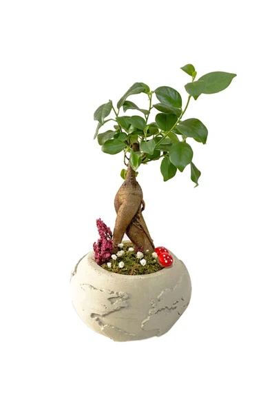 Beton Dünya Saksıda Mini Ficus Ginseng Bonsai