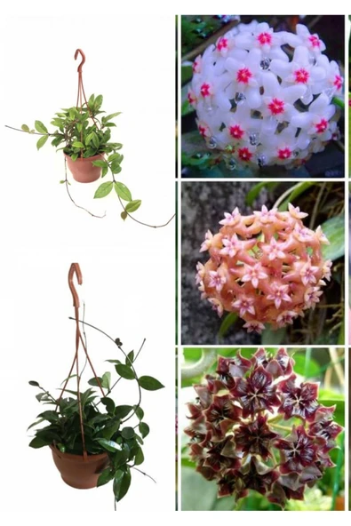 3 Adet Askılı saksıda  büyük mum çiçeği görseldeki renkler de - Resim 2