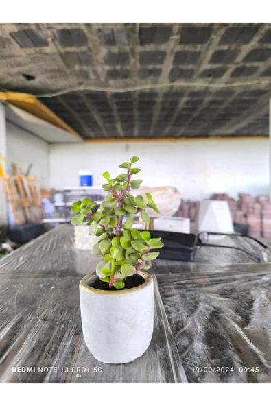 Mini Bonsai Para Ağacı Dekoratif Beton Saksıda 870866 - Resim 6