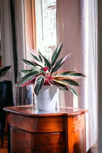 Taş Saksıda stromanthe dua çiçeği bitkisi 01afil - Resim 4