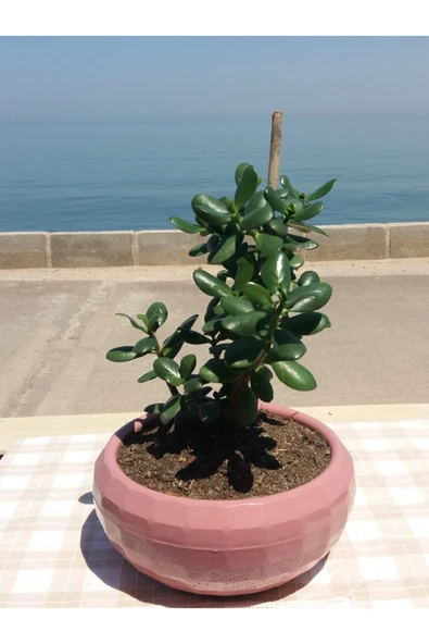 Crassula Ovata- Para Çiçeği- Bereket Bitkisi- 35-45 Cm 1,5 Yaşında ürün görseli