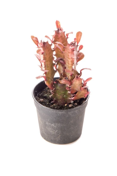 Euphorbıa Trıgona Rubra ürün görseli