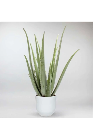 Dekoratif Saksıda Aloevera 7+9 Yaş ürün görseli 1