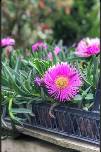 200 adet Kabir çiçeği kaz ayağı mezarlık çiçeği ürün görseli