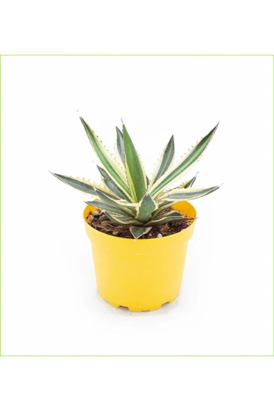 Alacalı Agave 8.5 Saksılı Nmsn ürün görseli