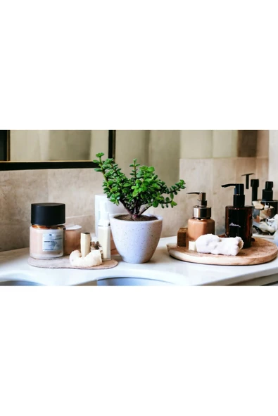 Bonsai Ağacı Afra Para Bitkisi ürün görseli