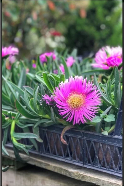 20 adet Kabir çiçeği kaz ayağı mezarlık çiçeği ürün görseli